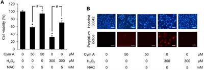 Cymensifin A: a promising pharmaceutical candidate to defeat lung cancer via cellular reactive oxygen species-mediated apoptosis